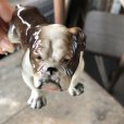 画像12: Vintage Ceramic Bulldog (B866) 