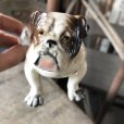 画像11: Vintage Ceramic Bulldog (B866) 