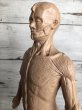 画像7: 70s Vintage Leon Schlossber Human body Model (J879)  (7)