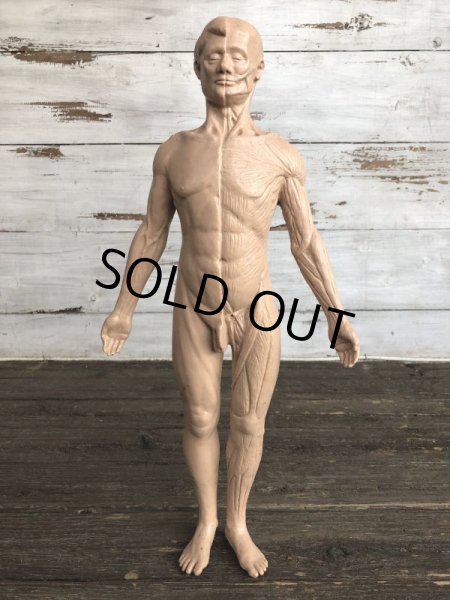 画像1: 70s Vintage Leon Schlossber Human body Model (J879)  (1)