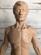 画像6: 70s Vintage Leon Schlossber Human body Model (J879)  (6)