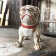 画像4: Vintage Stone Ware Bulldog (B867)  (4)